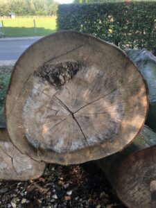 Beukenboom Angerlo kunstwerk